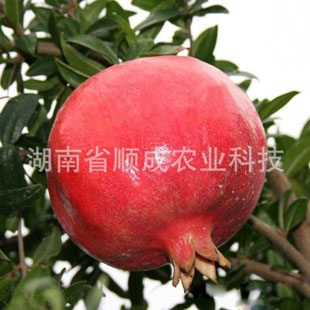 中農(nóng)紅軟籽石榴